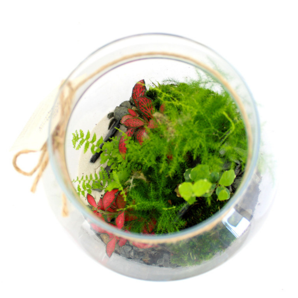 Terrarium plantes tropicales