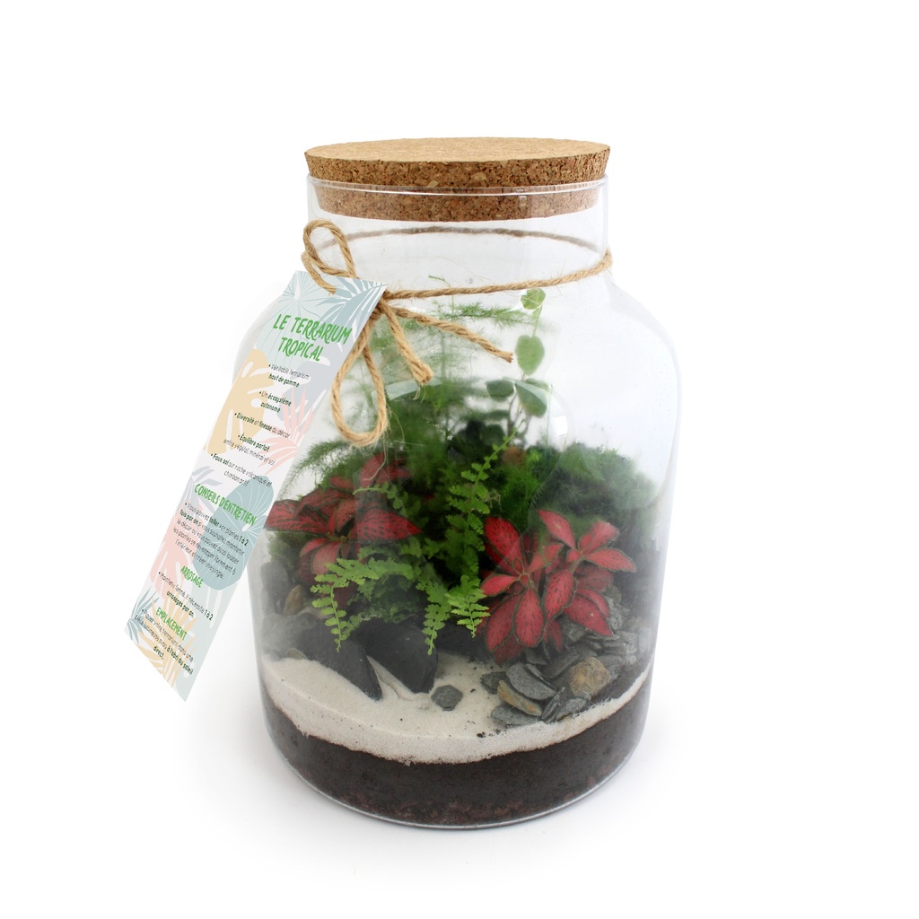 Terrarium plantes tropicales