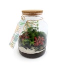 Terrarium plantes tropicales
