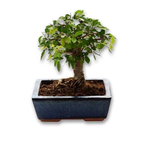 [CSE-007] Bonsai in its terracotta pot